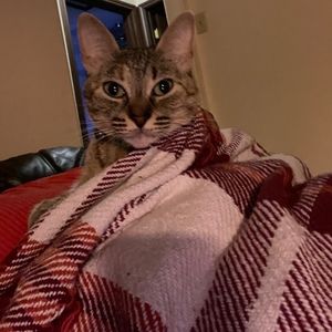 Meet your Posher, Sylvia